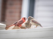 Northern Red Cardinal Family Dinner