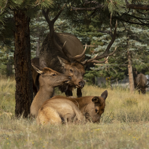 Rocky Mountain National Park
