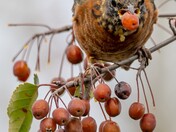 Juvenile Robin
