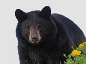 Little Bear