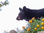 Stop and Smell the Flowers