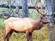 Elk Rut Season