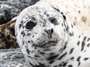 Harbour Seal 🦭 Lounging in the Fog 