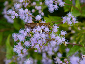 Blackwater National Wildlife Refuge