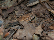 Blackwater National Wildlife Refuge