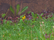 Shenandoah National Park