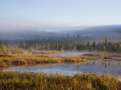 Morning Sites on Opeongo Road, Algonquin PArk