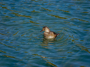 Rocky Mountain National Park 