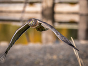 Female Northern Harrier - Marsh Hawk
