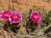 Capitol Reef National Park 