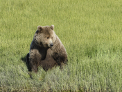  Lake Clark Natl Park