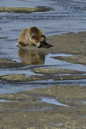  Lake Clark Natl Park