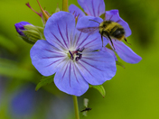  Lake Clark Natl Park