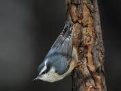 Red-Breasted Nuthatch