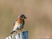 Eastern Bluebird
