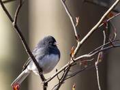 Dark-eyed Junco