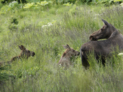Alaska Maritime National Wildlife Refuge Visitors Center
