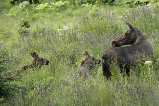 Alaska Maritime National Wildlife Refuge Visitors Center