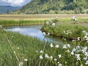 Slaw National Forest