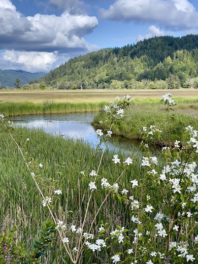 Slaw National Forest
