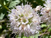 Larsen Volcanic National Park 