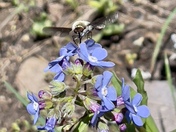 Lassen Volcanic National Park 
