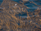 Channel Islands National Park