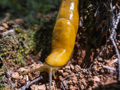 Redwood National Park