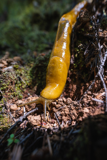 Redwood National Park