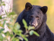Peekaboo Black Bear