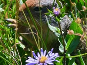Glacier National Park