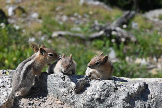 Jenny Lake, Grand Teton Mountains