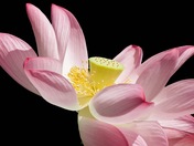 Kenilworth Aquatic Gardens