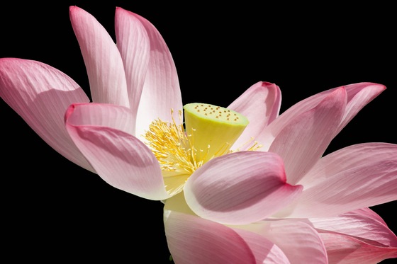 Kenilworth Aquatic Gardens