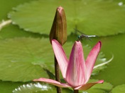 Kenilworth Aquatic Gardens
