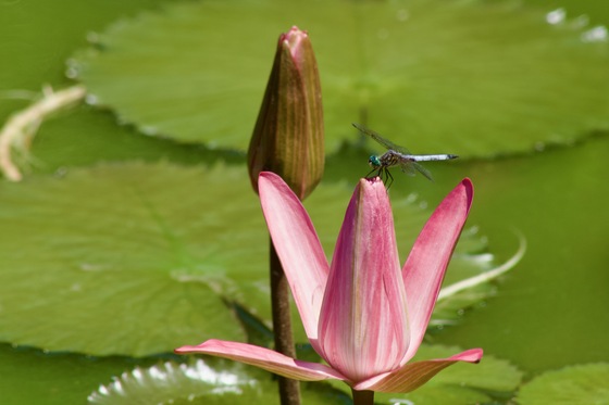 Kenilworth Aquatic Gardens