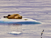 CDN High Arctic expedition