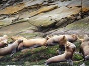 Renaissance Sea Lions
