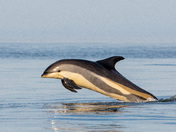 White-sided Dolphin