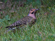 Northern Flicker