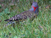 Northern Flicker