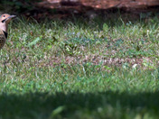 Northern Flicker