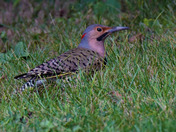 Northern Flicker