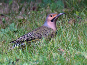 Northern Flicker