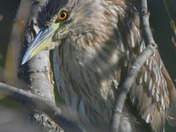 Juvenile black capped Night Heron