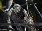 Juvenile black capped Night Heron