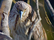 Juvenile black capped Night Heron