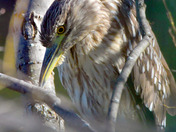 Juvenile black capped Night Heron