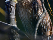 Juvenile black capped Night Heron