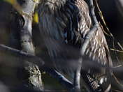 Juvenile black capped Night Heron
